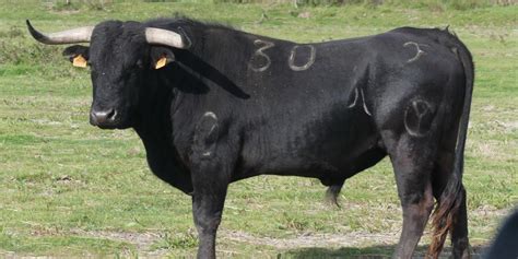 Novillada de Roquefort : la ganaderia Yonnet va jouer .